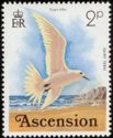 Fairy Tern (Gygis alba)